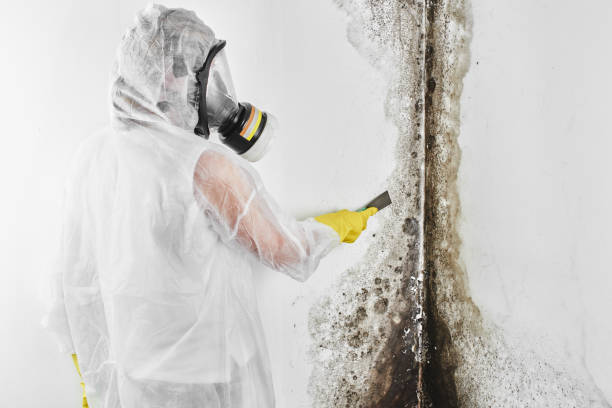 Mold Documentation for Insurance Claims in Brackettville, TX